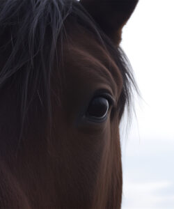 A-close-up-photograph-of-a-dark-brown-horse-s-face-focusing-on-its-large-expressive-black-eyes-and-slightly-tousled-mane-The-background-is-a-soft-overcast-sky
