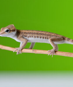 A-close-up-photograph-of-a-small-brown-and-white-gecko-with-black-eyes-perched-on-a-thin-beige-branch-against-a-vibrant-green-blurred-background