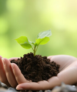 A-close-up-photograph-of-a-small-budding-plant-in-soil-held-by-a-hand-in-a-blurred-green-background-1