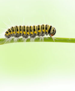 A-close-up-photograph-of-a-small-yellow-and-black-striped-caterpillar-with-white-fuzzy-legs-and-a-red-head-crawling-on-a-green-blade-of-grass-against-a-soft-light-green-background