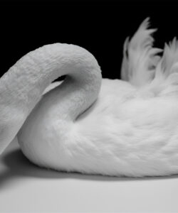A-high-contrast-black-and-white-photograph-of-a-serene-swan-with-a-curved-neck-resting-on-a-white-surface-against-a-dark-background-showcasing-its-elegant-feathers-and-graceful-pose