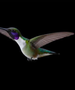 A-high-resolution-photograph-of-a-vibrant-hummingbird-with-iridescent-green-purple-and-white-feathers-wings-spread-against-a-stark-black-background