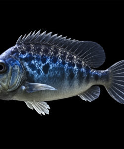 A-highly-detailed-realistic-CGI-image-of-a-blue-spotted-grouper-fish-against-a-black-background-The-fish-s-scales-shimmer-with-shades-of-blue-and-silver-its-mouth-open-revealing-sharp-teeth