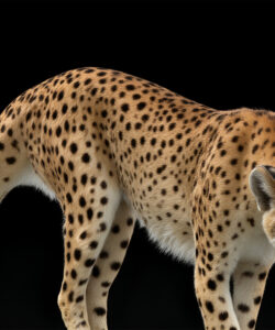 A-highly-detailed-realistic-CGI-image-of-a-cheetah-with-golden-fur-and-black-spots-standing-alert-against-a-solid-black-background