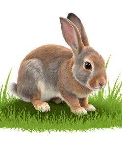 A-highly-detailed-realistic-digital-CGI-of-a-light-brown-and-white-rabbit-with-large-ears-standing-on-vibrant-green-grass-against-a-white-background