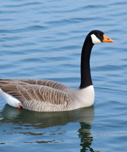 A-photograph-captures-a-solitary-Canada-goose-with-black-head-white-chin-strap-and-orange-beak-gliding-on-rippling-blue-water-The-goose-s-grey-brown-feathers-contrast-with-the-serene-reflective-surface