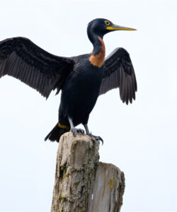 A-photograph-of-a-black-cormorant-with-outstretched-wings-perched-on-a-weathered-wooden-post-against-a-pale-blue-sky-The-bird-s-glossy-feathers-contrast-with-its-bright-orange-throat-and-yellow-beak