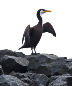 A-photograph-of-a-black-cormorant-with-outstretched-wings-perched-on-jagged-dark-grey-rocks-against-a-stark-white-sky-The-bird-s-sleek-feathers-and-yellow-beak-stand-out-against-the-rugged-landscape