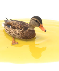 A-photograph-of-a-brown-mallard-duck-with-an-orange-bill-and-legs-partially-submerged-in-a-yellow-viscous-liquid-on-a-white-background