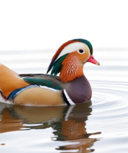 A-photograph-of-a-colorful-male-wood-duck-with-vibrant-green-red-and-white-feathers-paddling-on-calm-water