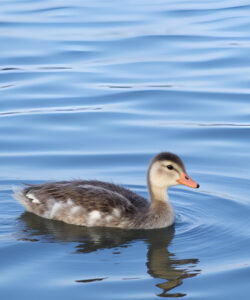 A-photograph-of-a-fluffy-grey-duckling-with-an-orange-beak-swimming-in-calm-blue-water-The-duckling-s-soft-down-feathers-contrast-with-the-rippling-water