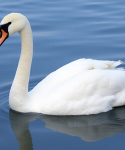 A-photograph-of-a-graceful-white-swan-with-a-striking-black-beak-and-orange-markings-gliding-on-calm-rippling-blue-water-reflecting-the-serene-natural-setting
