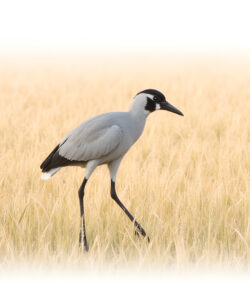 A-photograph-of-a-lone-grey-heron-with-a-black-beak-and-legs-standing-gracefully-in-a-vast-golden-wheat-field-under-a-pale-almost-white-sky-The-image-captures-serene-natural-beauty-and-tranquility