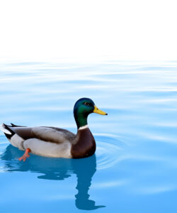A-photograph-of-a-serene-blue-lake-featuring-a-solitary-male-mallard-duck-with-a-vibrant-green-head-yellow-bill-and-brown-body-gently-gliding-on-the-calm-water