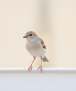 A-photograph-of-a-small-beige-and-brown-house-sparrow-with-a-pink-beak-perched-on-a-white-surface-against-a-soft-out-of-focus-beige-background