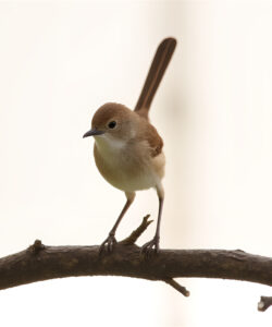 A-photograph-of-a-small-brown-and-white-bird-perched-on-a-curved-branch-with-a-blurred-green-and-white-background