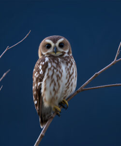 A-photograph-of-a-small-brown-and-white-owl-with-large-round-eyes-perched-on-a-bare-slender-branch-against-a-deep-blue-sky