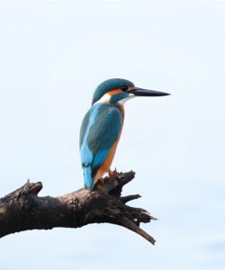A-photograph-of-a-small-colorful-kingfisher-with-vibrant-blue-and-orange-feathers-perched-on-a-dark-twisted-tree-branch-against-a-pale-blue-sky-The-bird-s-beak-is-long-and-pointed