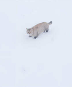 A-photograph-of-a-small-light-brown-cat-with-dark-paws-and-a-bushy-tail-walking-alone-on-a-vast-pristine-white-snowfield-with-faint-paw-prints-visible