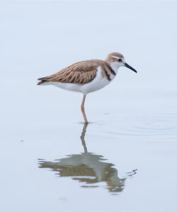 A-photograph-of-a-solitary-slender-brown-and-white-shorebird-with-a-long-neck-and-black-beak-standing-in-shallow-water-creating-gentle-ripples-against-a-serene-overcast-sky