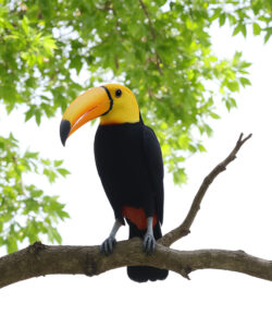A-photograph-of-a-vibrant-toucan-with-a-bright-orange-beak-black-body-and-red-chest-perched-on-a-branch-under-a-lush-green-canopy