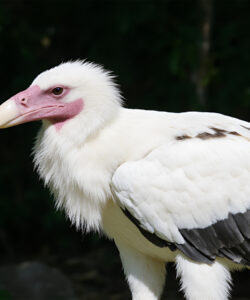 A-photograph-of-a-white-vulture-with-pinkish-facial-skin-black-wingtips-and-a-yellowish-hooked-beak-set-against-a-dark-green-leafy-background