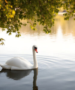 A-serene-photograph-of-a-white-swan-with-a-black-beak-and-red-patch-gliding-on-calm-water-surrounded-by-lush-green-foliage-The-background-features-a-mirrored-lake-and-a-softly-lit-sky