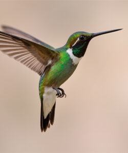 A-vibrant-close-up-photograph-of-a-green-hummingbird-with-iridescent-green-feathers-a-white-throat-and-a-long-pointed-beak-in-mid-flight-against-a-blurred-soft-beige-background