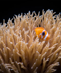 A-vibrant-orange-and-white-clownfish-with-its-distinctive-stripes-peeks-out-from-a-dense-beige-coral-formation-against-a-stark-black-background-captured-in-a-stunning-high-resolution-photograph