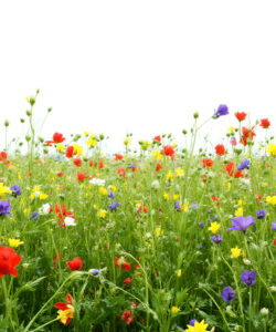 A-vibrant-photograph-of-a-lush-colorful-wildflower-meadow-with-red-yellow-blue-and-purple-flowers-under-a-clear-sky