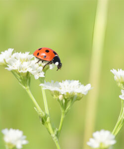 A-vivid-photograph-of-a-bright-red-ladybug-with-black-spots-perched-on-delicate-white-wildflowers-set-against-a-blurred-green-background-capturing-the-essence-of-natural-beauty-and-vibrant-colors