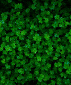Aerial-photograph-of-lush-vibrant-green-foliage-dense-overlapping-leaves-create-a-textured-uniform-pattern