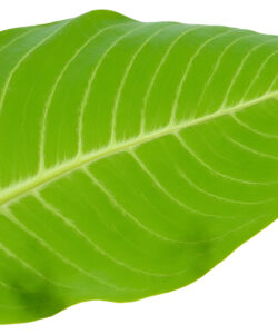 Close-up-photograph-of-a-vibrant-green-leaf-with-prominent-veins-against-a-stark-white-background-showcasing-its-natural-texture