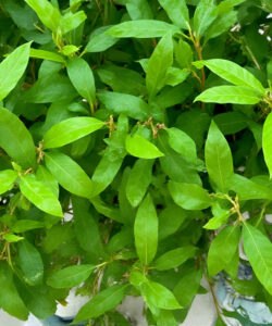 Close-up-photograph-of-lush-vibrant-green-leaves-with-water-droplets-set-against-a-blurred-white-background
