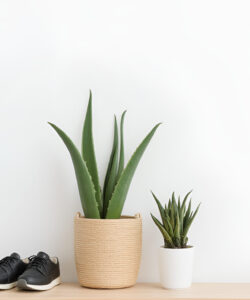 Minimalist-photograph-black-sneakers-woven-basket-with-green-succulents-white-pot-with-small-succulent-eyeglasses-and-magazines-on-light-wood