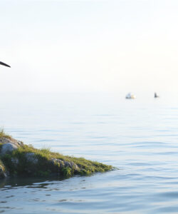 Photograph-of-a-black-and-white-seagull-perched-on-a-grassy-rock-in-calm-reflective-waters-with-distant-buoys-in-the-background-The-sky-is-clear-and-pale-blue