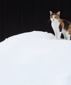 Photograph-of-a-calico-cat-with-orange-black-and-white-fur-standing-on-a-snow-covered-hill-against-a-dark-wooden-fence