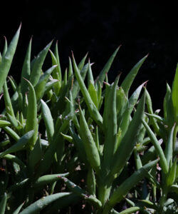 Photograph-of-a-dense-cluster-of-green-spiky-agave-plants-with-sharp-pointed-leaves-against-a-dark-shadowy-background
