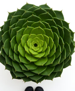 Photograph-of-a-lush-green-agave-plant-with-sharp-spiky-leaves-against-a-stark-white-background