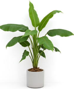 Photograph-of-a-lush-green-banana-plant-in-a-minimalist-white-cylindrical-pot-against-a-stark-white-background