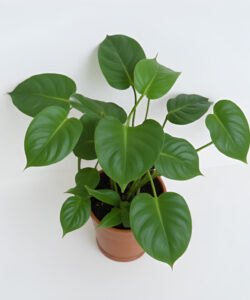 Photograph-of-a-lush-green-monstera-plant-in-a-brown-pot-against-a-plain-white-background