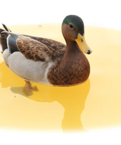 Photograph-of-a-male-mallard-duck-with-green-head-brown-chest-and-white-underbelly-standing-in-a-reflective-yellowish-water-surface-against-a-white-background