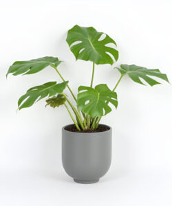 Photograph-of-a-monstera-plant-with-large-glossy-green-leaves-in-a-sleek-matte-grey-pot-against-a-white-background