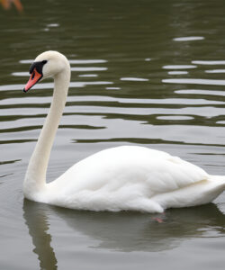 Photograph-of-a-serene-lake-featuring-a-solitary-white-swan-with-a-black-beak-and-orange-patch-gliding-gracefully-on-rippled-water-Autumnal-leaves-with-red-and-orange-hues-frame-the-scene-on-the-left