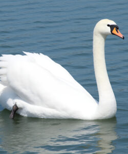 Photograph-of-a-serene-white-swan-with-a-distinct-orange-beak-and-black-markings-gracefully-gliding-on-calm-rippling-blue-water