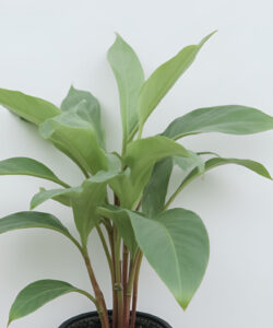 Photograph-of-a-single-lush-green-plant-with-broad-leaves-in-a-black-pot-against-a-plain-white-background