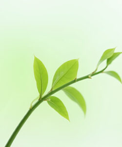 Photograph-of-a-slender-green-stem-with-three-vibrant-pointed-leaves-against-a-soft-blurred-light-green-background