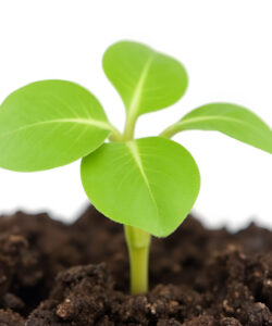 Photograph-of-a-small-vibrant-green-seedling-emerging-from-rich-dark-soil-against-a-stark-white-background