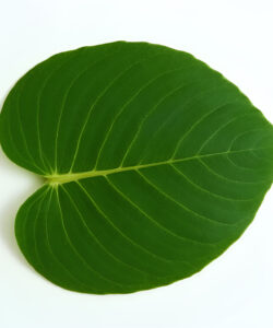 Photograph-of-a-vibrant-green-heart-shaped-leaf-with-prominent-veins-set-against-a-stark-white-background