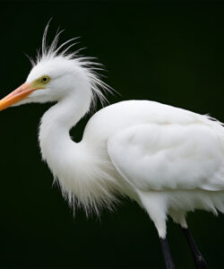 Photograph-of-a-white-egret-with-a-slender-orange-beak-yellow-eyes-and-a-fluffy-crest-against-a-dark-green-background-The-bird-s-feathers-appear-soft-and-pristine